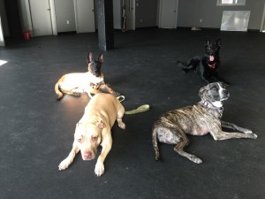 12963841_10102456531932718_5993720459675820972_n