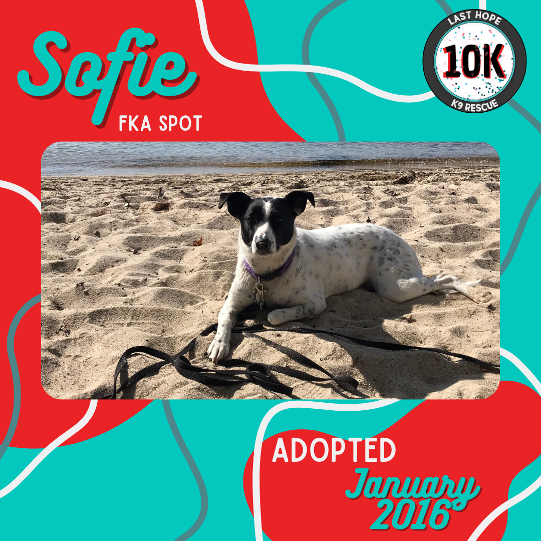 Sofie's Adoption Story